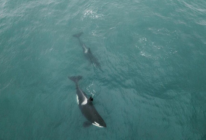 Delfinarijum u Francuskoj: Priča o napuštenim orkama i nestalim delfinima