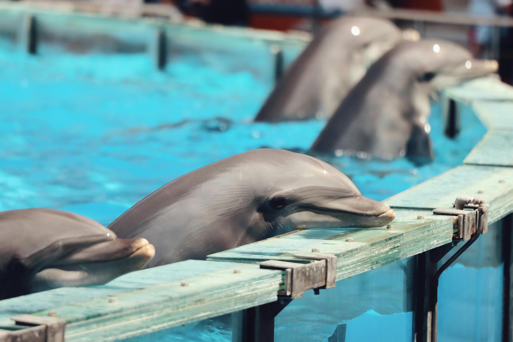 Dok se u Srbiji planira delfinarijum, u Francuskoj orke umiru, a delfini nestaju u napuštenom morskom parku