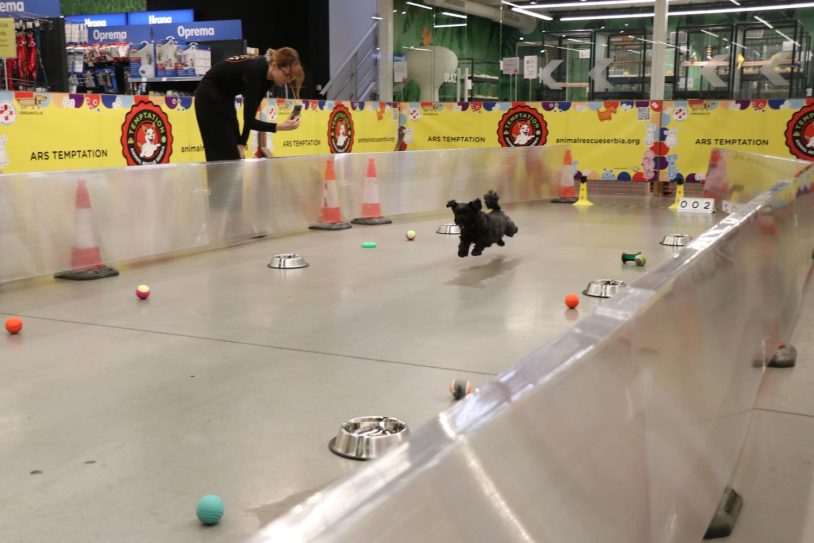 Danas na Adi: Animal Rescue Serbia organizuje zabavno takmičenje pasa i druženje sa ljubimcima