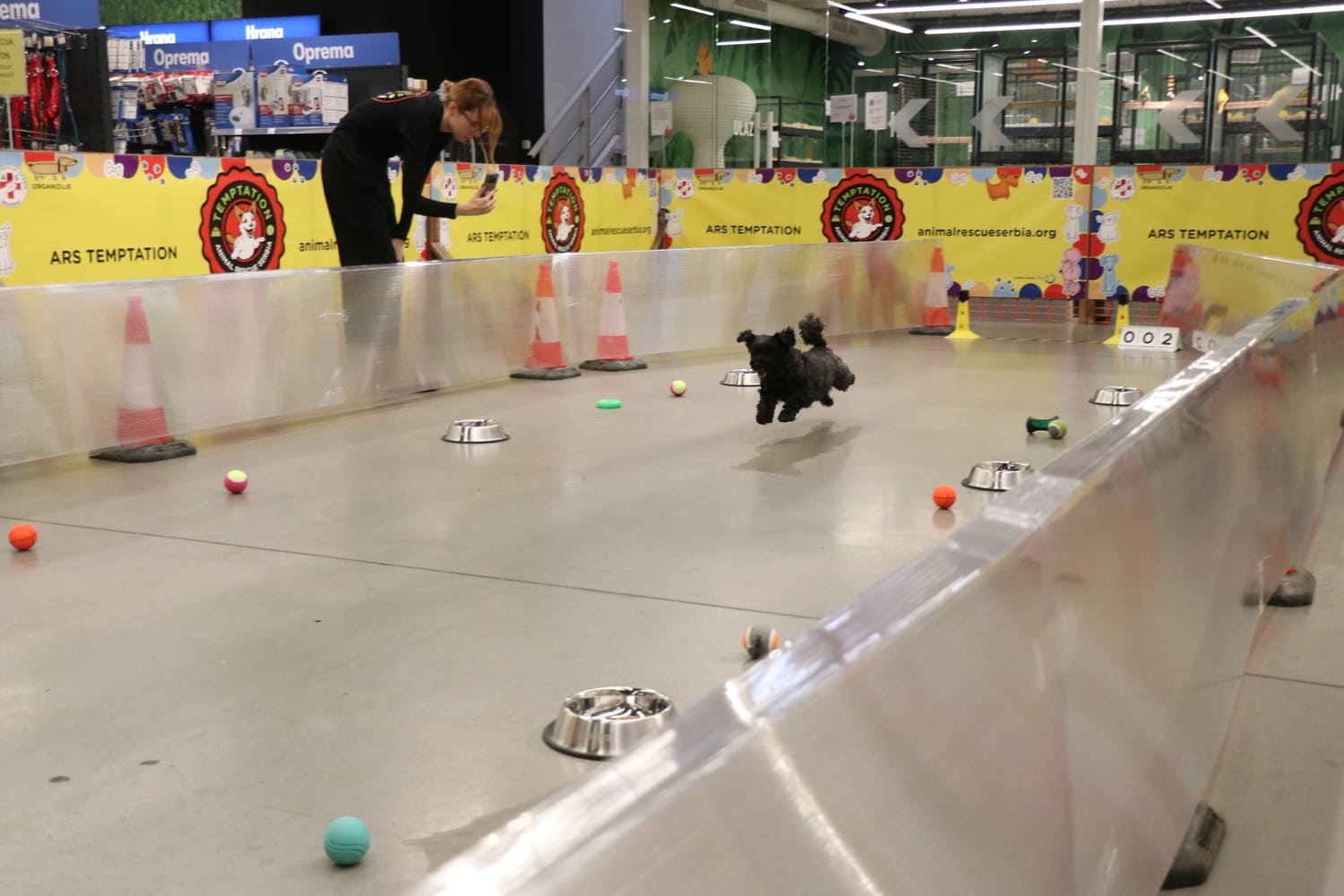 Danas na Adi: Animal Rescue Serbia organizuje zabavno takmičenje pasa i druženje sa ljubimcima