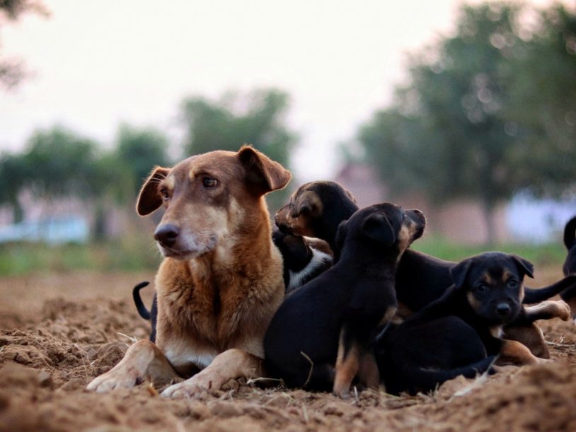 Animal Rescue Srbija predstavio 27 konkretnih mera za unapređenje zaštite životinja u Srbiji