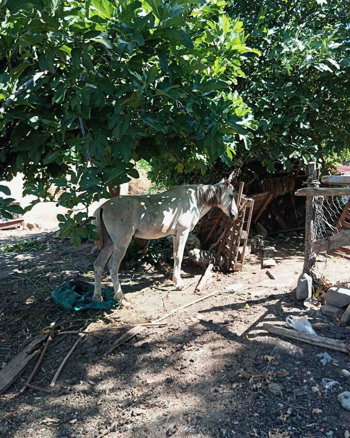 Animal Rescue Srbija predstavio 27 konkretnih mera za unapređenje zaštite životinja u Srbiji