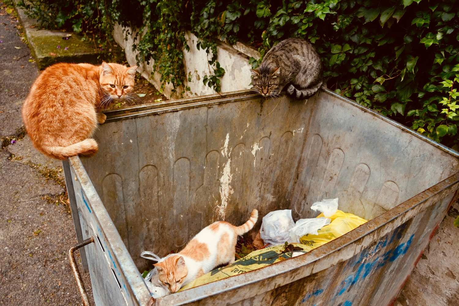 Animal Rescue Srbija predstavio 27 konkretnih mera za unapređenje zaštite životinja u Srbiji