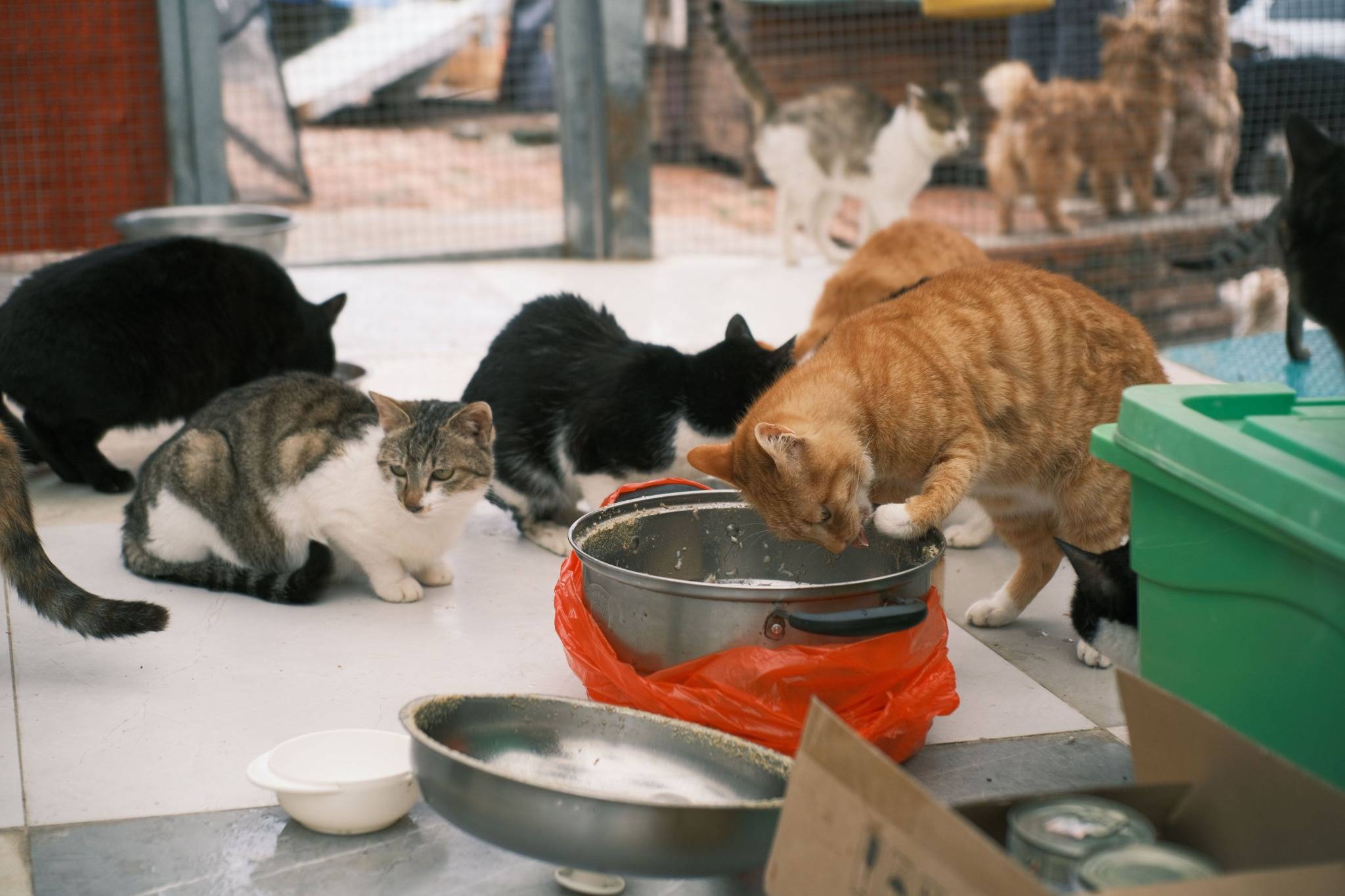 Animal Rescue Srbija predstavio 27 konkretnih mera za unapređenje zaštite životinja u Srbiji