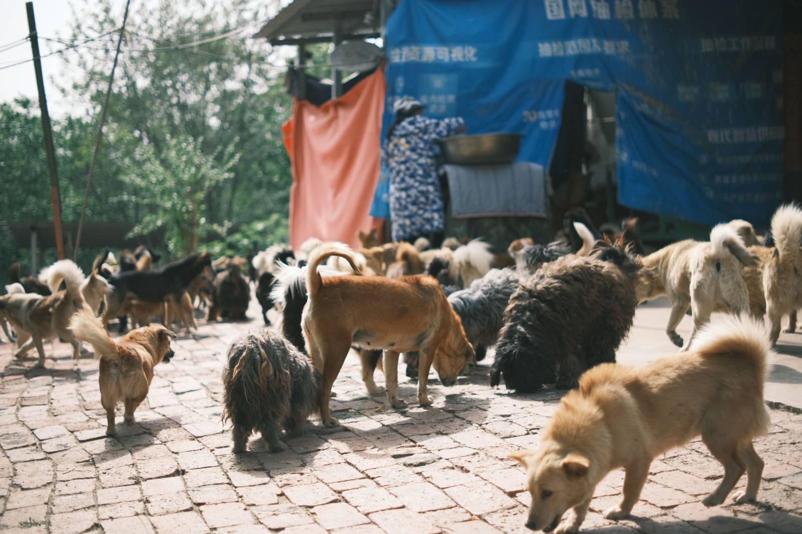 Animal Rescue Srbija predstavio 27 konkretnih mera za unapređenje zaštite životinja u Srbiji