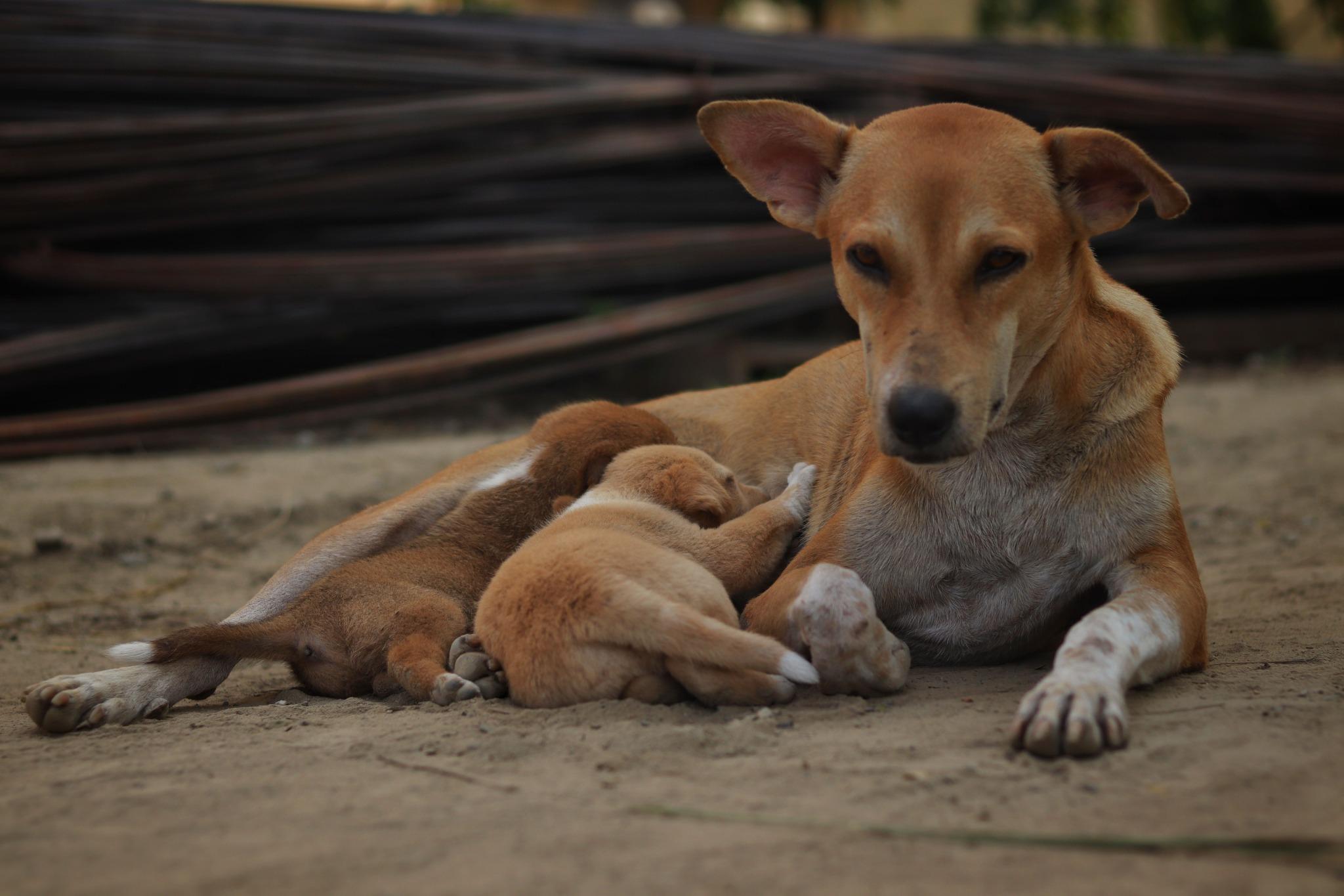 Animal Rescue Srbija predstavio 27 konkretnih mera za unapređenje zaštite životinja u Srbiji