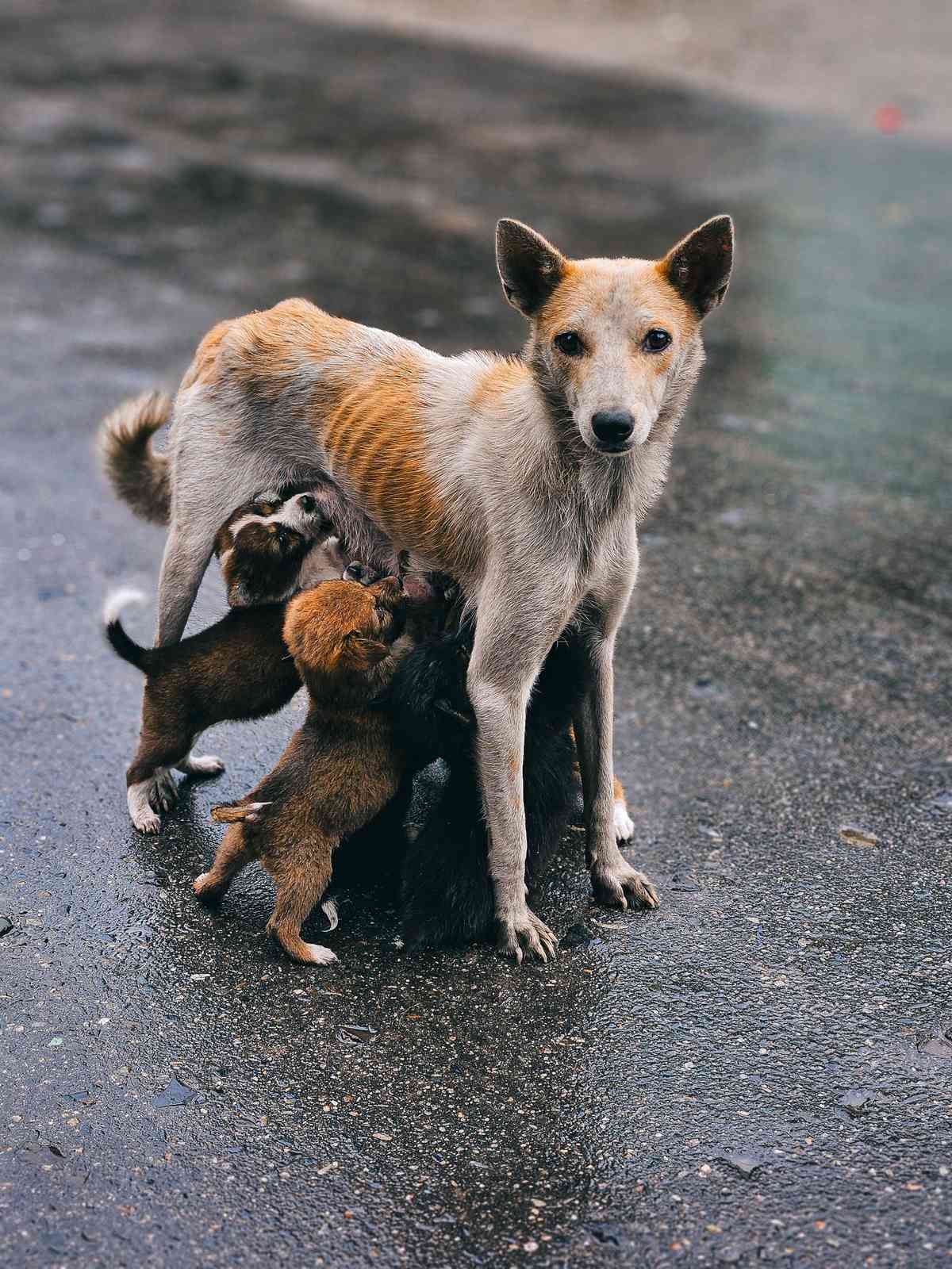 Animal Rescue Srbija predstavio 27 konkretnih mera za unapređenje zaštite životinja u Srbiji